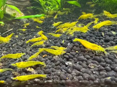 Neocaradina Yellow Shrimps, View more