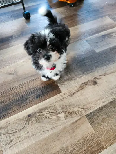 Shi poo pup for sale., View more