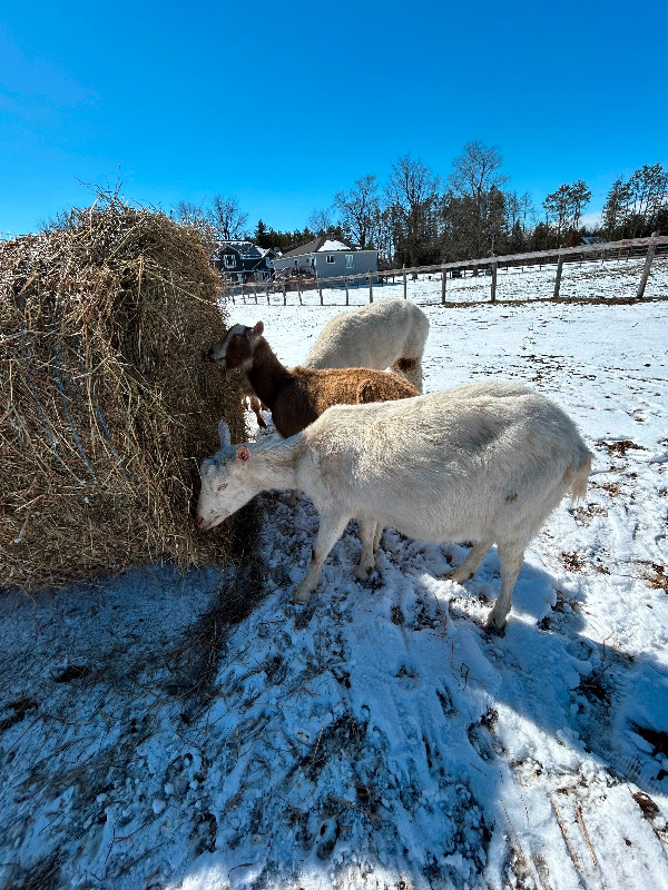 saanen goat for sale in Livestock in Barrie