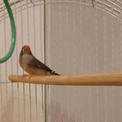 Mandarin avec accessoires et nourriture, View more