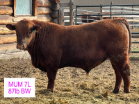 Red Angus Bull for Sale