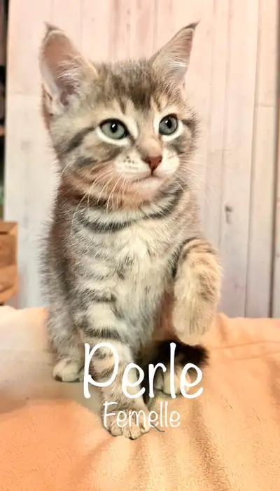  5 adorables chatons prêts pour l’adoption , View more