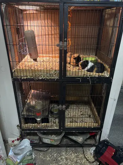 Guinea pigs, View more