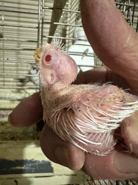 Baby cockatiels