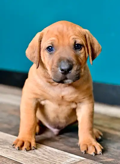 Ready to go July 7 th comes dewormed first set of shots and tails docked some took after mom and som...