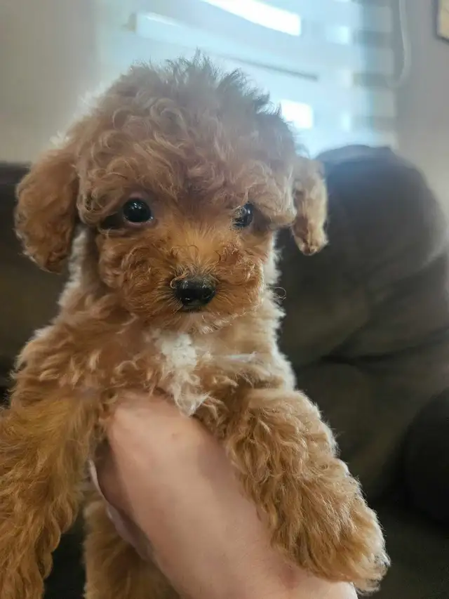 Teddy Bear Toy Poodle in Dogs & Puppies for Rehoming in Sudbury - Image 3