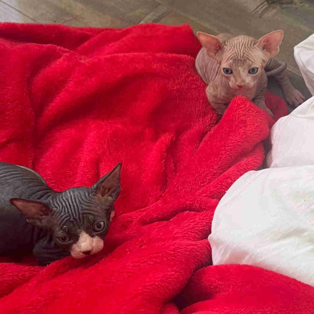Sphynx bambino mâle  in Cats & Kittens for Rehoming in Gatineau
