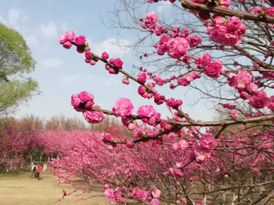 Massage. relaxation, therapeutic -587-8540883, View more