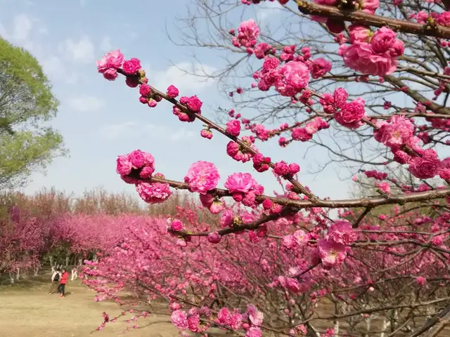 Massage. relaxation, therapeutic -587-8540883 in Massage Services in Edmonton - Image 2