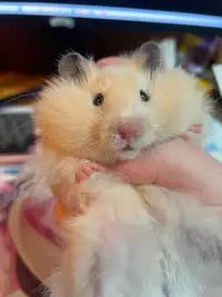 Hamster Rehoming