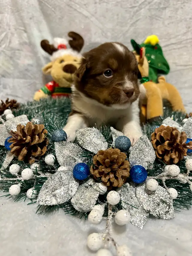 CKC Miniature American Shepherd (AKA Mini Aussie) in Dogs & Puppies for Rehoming in Napanee - Image 7