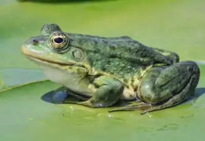 I'm looking for frogs for a fish pond., View more