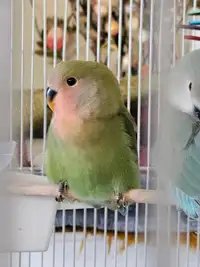 Cute and colorful Baby Lovebirds 