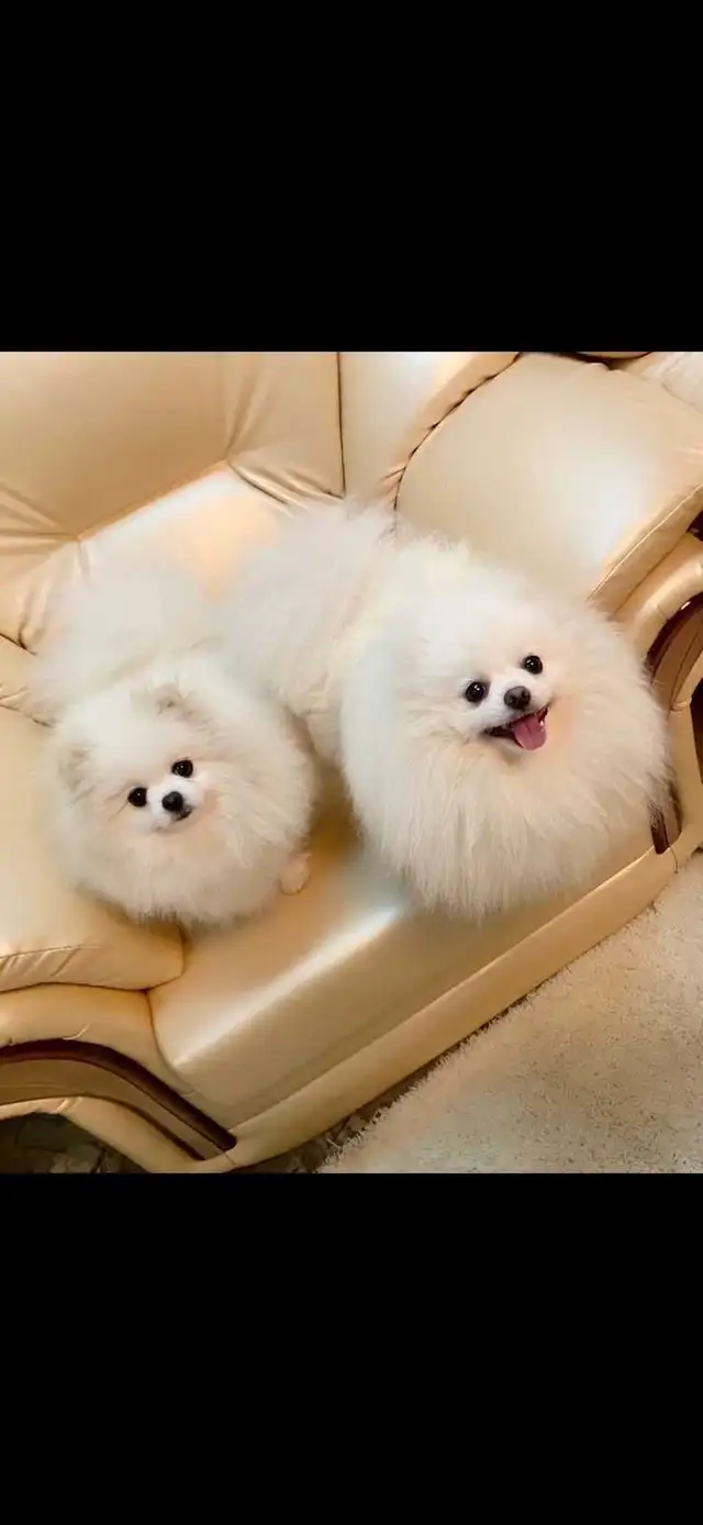 Pomeranian  in Dogs & Puppies for Rehoming in City of Toronto - Image 8
