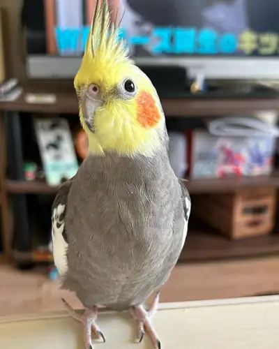 ❤️❤️ BABY ⭐ Cockatiel with Cage & Food❤️❤️, View more