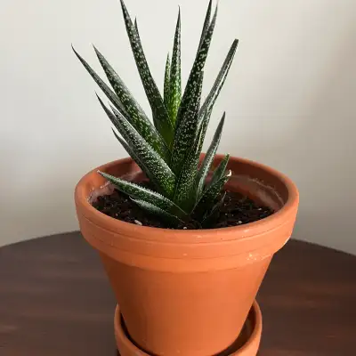 Potted Haworthia Plant, View more