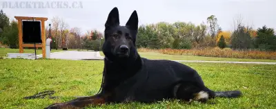 Fully Trained Protection Dogs Available, View more