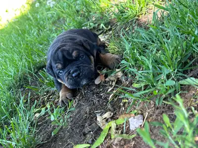 We have a beautiful litter of Old English Bulldog puppies looking for their forever homes. These pup...