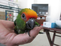 **SUPER SWEET & CUDDLY**BABY GOLD CAPPED CONURES**W/CARE PKG**