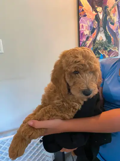 Goldendoodle moyen, View more
