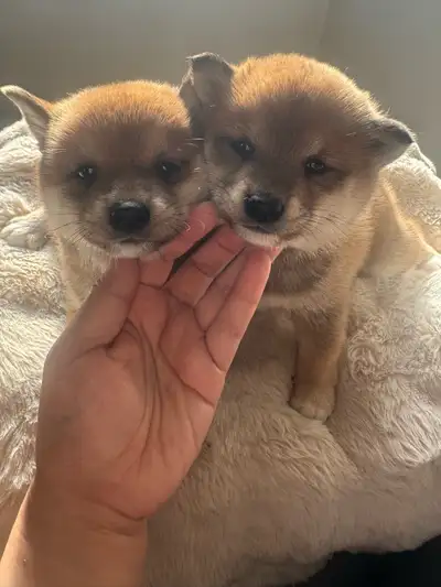 Registered purebred mini Mame Shiba inu puppy ready to go , View more