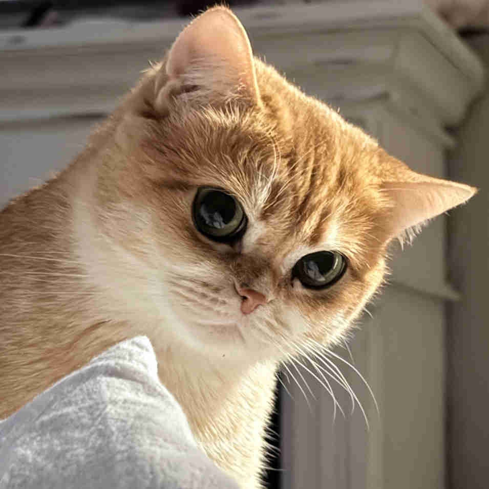 female 4 yrs british shorthair gold | Cats & Kittens for Rehoming ...