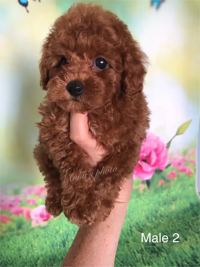 Pure Toy and Tiny Toy  poodle males in Dogs & Puppies for Rehoming in City of Toronto - Image 8