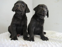 CKC Registered, Black Labrador Retriever Puppies