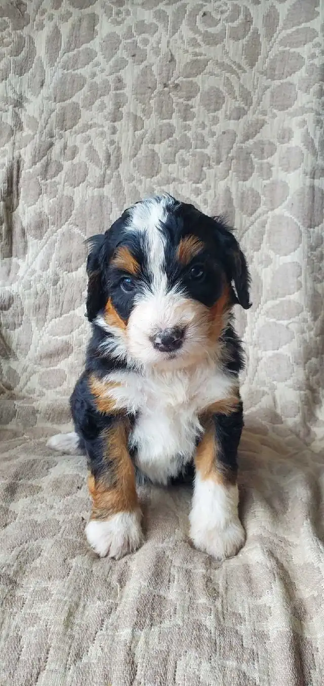 Bernedoodles !!  F1 smaller Puppy SALE !! in Dogs & Puppies for Rehoming in Kelowna - Image 8