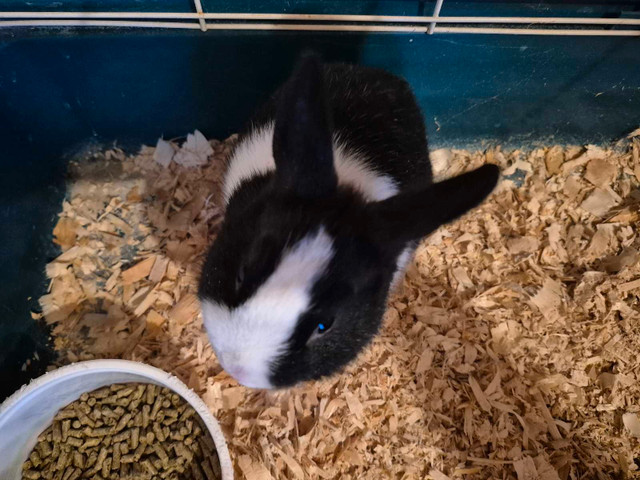 Cute Male Netherland Dwarf Rabbit  comes with cage in Small Animals for Rehoming in St. Catharines - Image 4