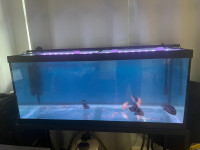 75 Gallon Aquarium, Tank, Fishes , Filter  and LED light .