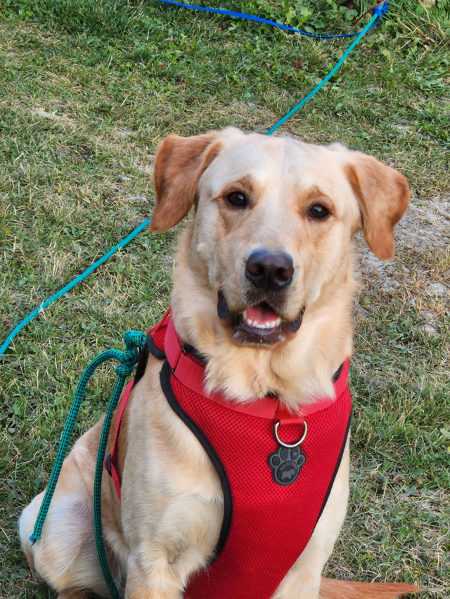 Simba (2yrs old Golden Lab) Dogs & Puppies for Rehoming St