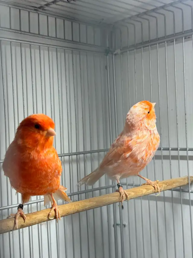 Red factor canary pair 2025 banded health and active | Birds for ...