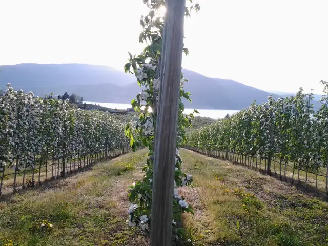for rent in Long Term Rentals in Penticton - Image 2