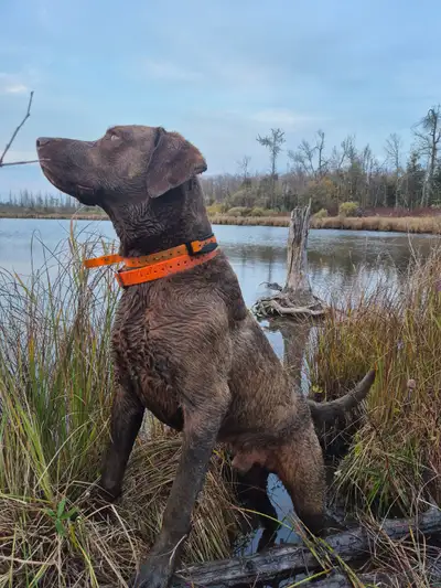 Chesapeake Bay Retriever Puppies, View more