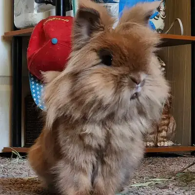 Lionhead bunny WANTED!!!!, View more
