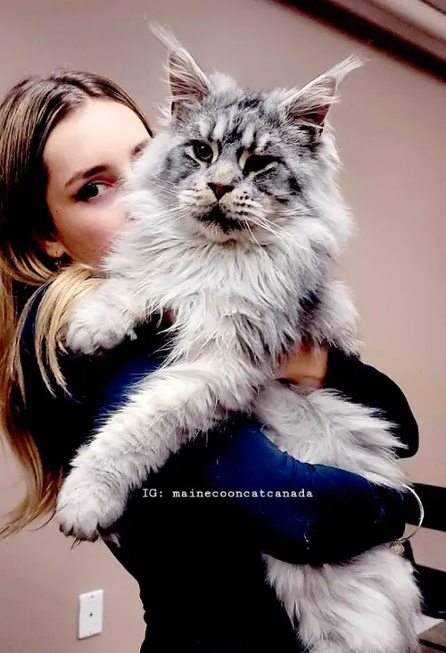 MAGNIFICENT MAINE COONS kittens 