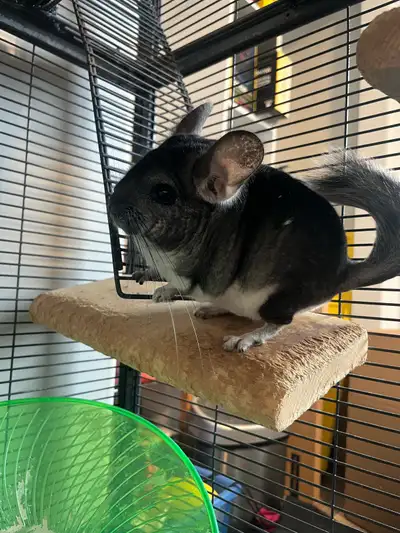 1yo Male Chinchilla, View more