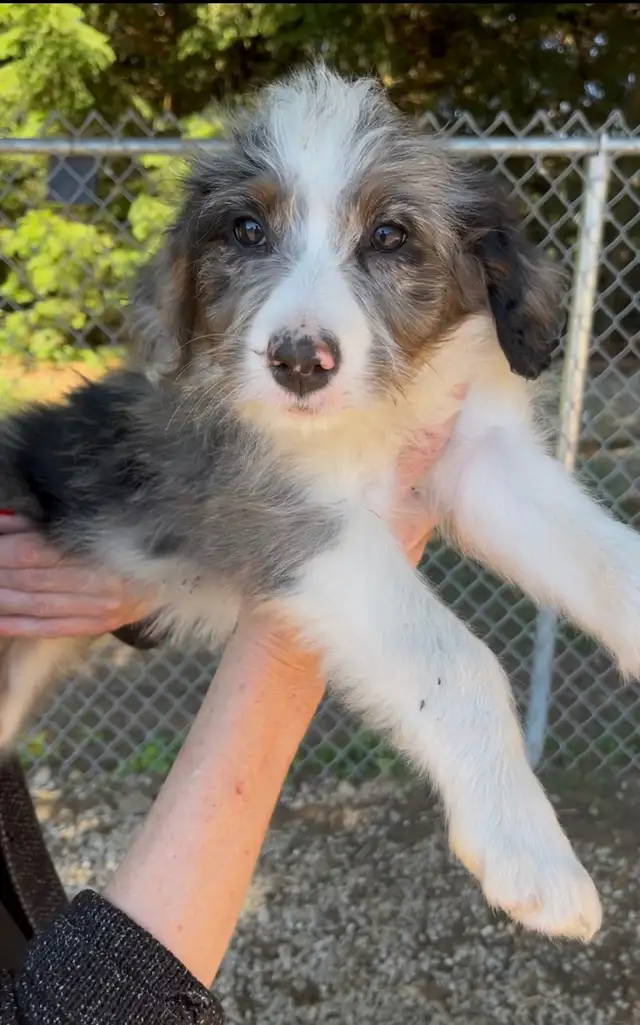Aussiedoodles in Dogs & Puppies for Rehoming in Owen Sound - Image 5