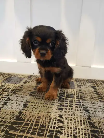 Cavalier King Charles Spaniel, View more