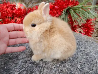 Bébé lapin nain néerlandais pure race. Trois traitements anti-parasitaires. Propre à la litière. Hab...