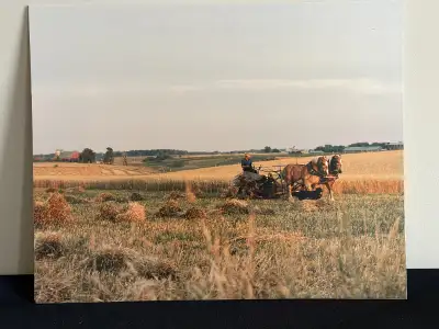 Elmira Harvest- ORIGINAL PHOTO 16x20- unique, View more