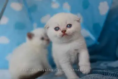 Scottish fold pure race , View more