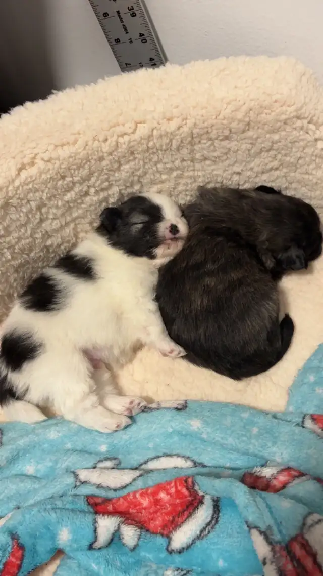 Pomeranian puppy in Dogs & Puppies for Rehoming in City of Toronto - Image 4