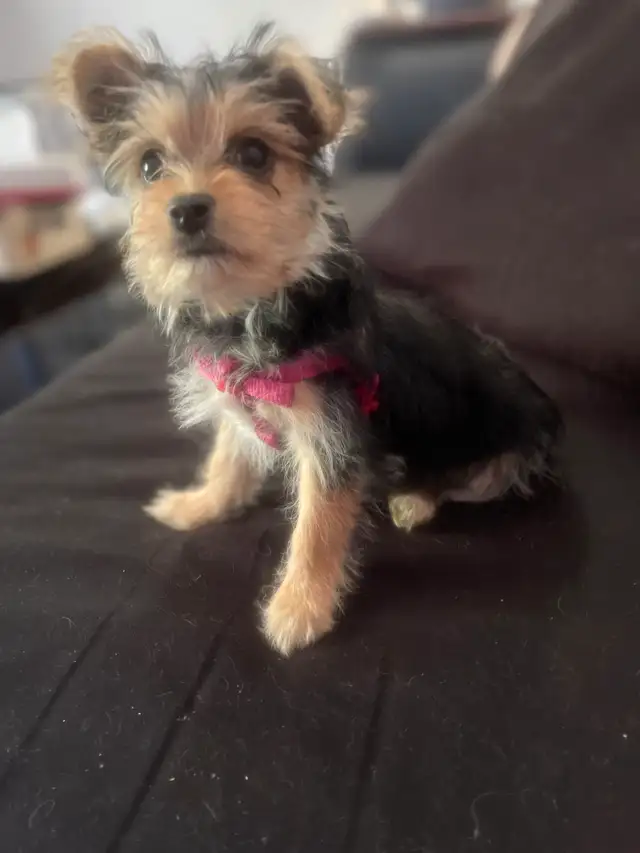 Morkie Puppies in Dogs & Puppies for Rehoming in Cambridge - Image 9