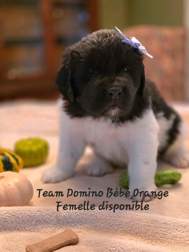 chiots Terre-Neuve,  Newfoundland puppies dans Chiens et chiots à adopter  à Val-d'Or - Image 3