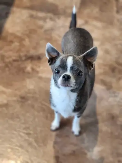 Little Paws Toy Puppies We have a litter of TINY Chihuahua puppies born May 28th! Mom is 4.5lbs and...
