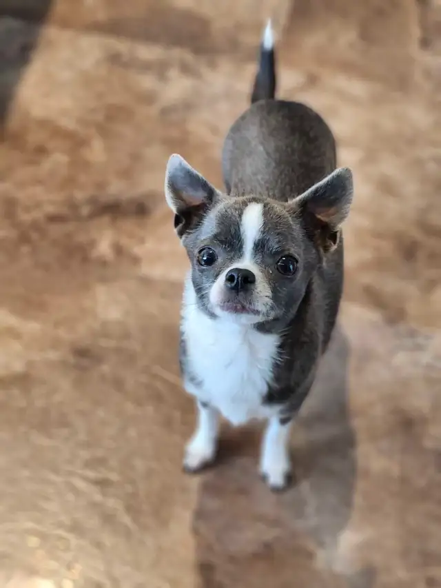 ❤️Applehead Chihuahua puppies- last one! ❤️ in Dogs & Puppies for Rehoming in Edmonton - Image 9