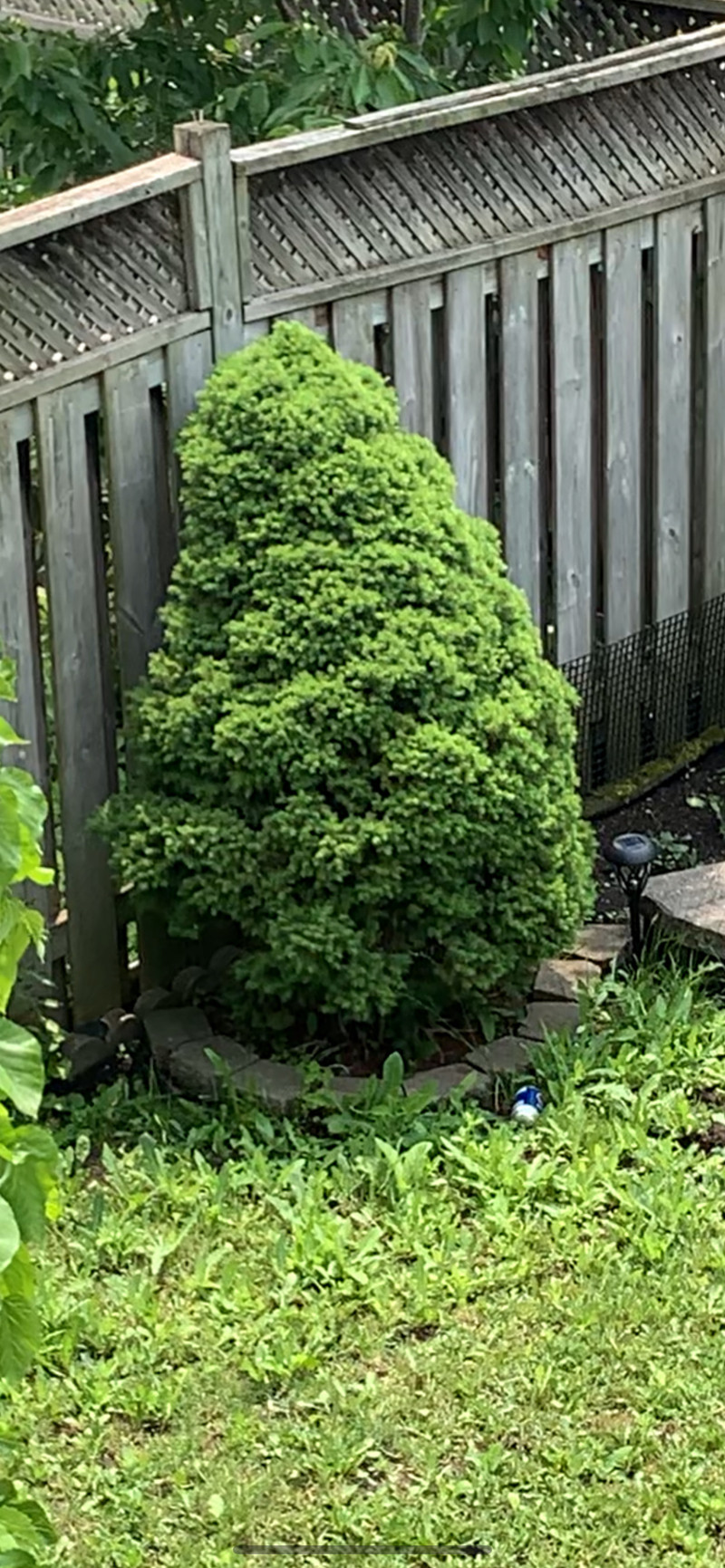 69 feet spruce and cedar trees make an offer Plants, Fertilizer