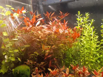 Red Aquarium Plants Ludwigia Repens.., View more